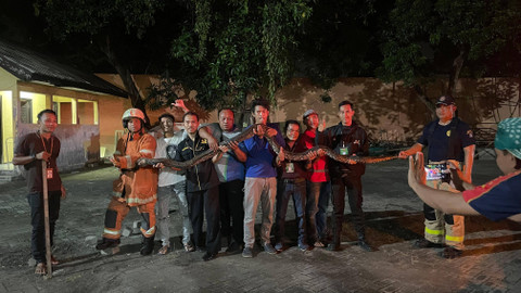 Ular piton sepanjang 6 meter yang ditemukan di Asrama Haji Sukolilo Surabaya. Foto: Dok. PPIH Embarkasi Surabaya