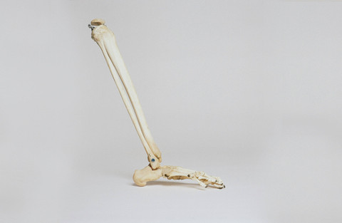  Ilustrasi Pengertian Sendi Adalah. Sumber: Unsplash/Nino Liverani