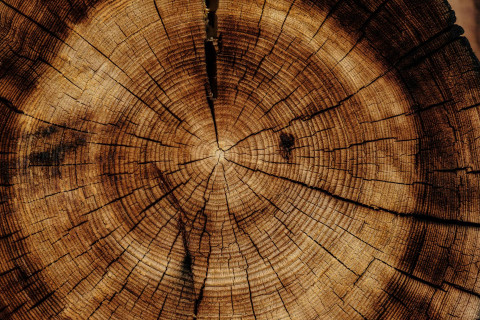 Jenis Kayu Solid. Sumber Unsplash Joel Jasmin Forestbird