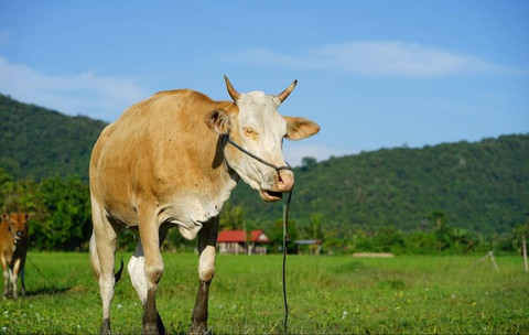 Ilustrasi Manfaat Kurban. Sumber Unsplash/Taliwang Mengaji