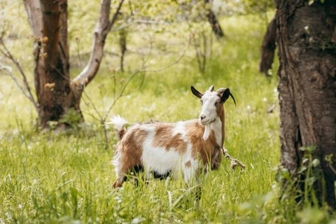 Ilustrasi Hewan Kurban Apa Saja, Foto: Unsplash/Andrey Grigoriev.