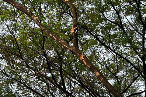 Serpihan pesawat yang jatuh di BSD tertancap di pohon, Minggu (19/5/2024). Foto: Reza Aditya/kumparan