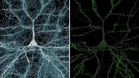 Potret 3D gambar neuron di otak manusia. Foto: Google Research & Lichtman Lab/Harvard University