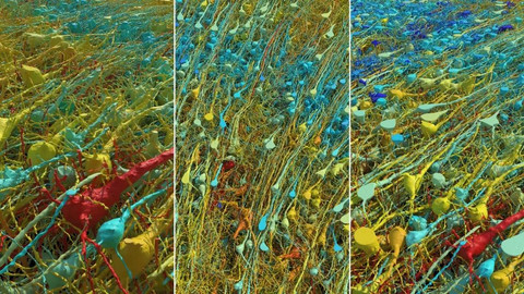 Potret 3D gambar neuron di otak manusia. Foto: D. Berger/Harvard University