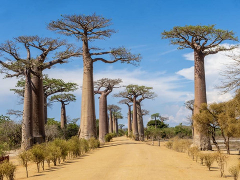 Pohon baobab (Adansonia) di Madagaskar. Foto: Shutterstock