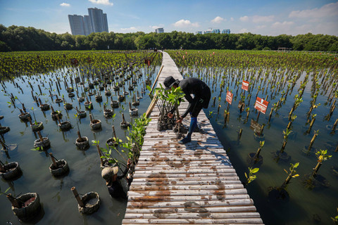 Membangun Benteng Jakarta: Petugas menanam bibit Mangrove di Taman Wisata Alam Mangrove Angke Kapuk, Jakarta (22/4/2024). Dalam rangka peringatan Hari Bumi Sedunia yang jatuh pada tanggal 22 April 2024. Foto: Aditia Noviansyah/kumparan