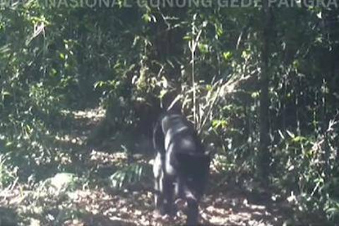 Dua Macan Tutul terlihat melintas di Gunung Gede Pangrango Foto: Dok. bbtn_gn_gedepangrango
