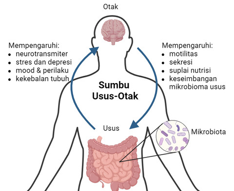 Diagram Sumbu Usus-Otak. Dibuat menggunakan Biorender.com
