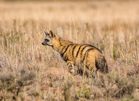 Ilustrasi aardwolf, hewan pemakan 300.000 serangga dalam satu malam.  Foto: Cathy Withers-Clarke/Shutterstock