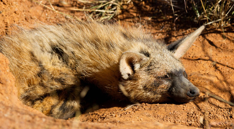 Ilustrasi aardwolf, hewan pemakan 300.000 serangga dalam satu malam.  Foto: Bruce Crossey/Shutterstock