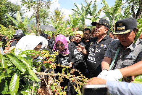 Gubernur Lampung Arinal Djunaidi Panen Kopi Pekon Sinar Jaya, Kecamatan Air Hitam, Lampung Barat. | Foto : Adpim