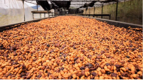 Proses fermentasi kopi  (Sumber Gambar: https://www.istockphoto.com/)