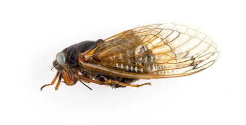 Penampakan Magicicada cassini bermata biru. Foto: Daniel Le/Field Museum of Natural History 