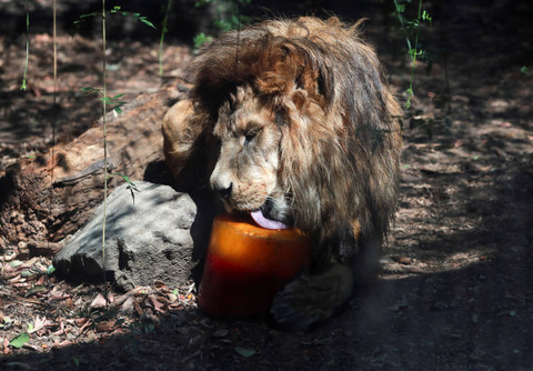 Seekor singa memakan es loli yang terbuat dari daging dan beberapa buah-buahan serta sayuran untuk hewan tersebut akibat gelombang panas di Kebun Binatang Chapultepec di Mexico City, Meksiko, 30 Mei 2024. Foto: REUTERS/Henry Romero