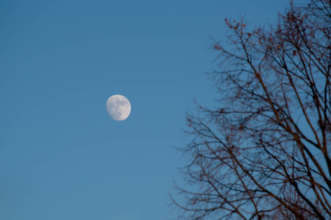 Ilustrasi Bulan di siang hari. Foto: Barbara Smits/Shutterstock