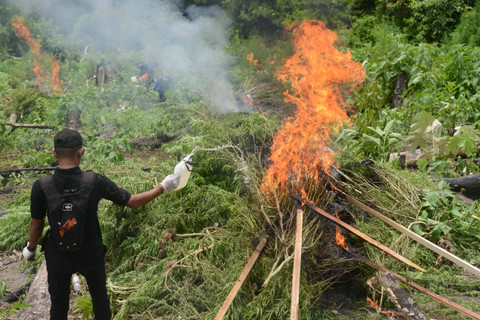 Personil Badan Narkotika Nasional (BNN) provinsi Aceh bersama TNI dan Polri membakar tanaman ganja saat pemusnahan di kawasan pegunungan Seulawah, Indrapuri, Kabupaten Aceh Besar, Aceh, Sabtu (1/6/2024). Foto: Ampelsa / ANTARA FOTO