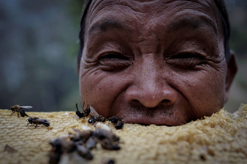 Tek Prasad Gurung, 64, menggigit sarang lebah yang baru dipanen saat berburu madu di dekat Taap di Lamjung, Nepal, 29 Mei 2024. Foto: Navesh Chitrakar/Reuters