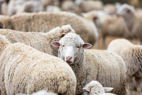 Ilustrasi Kenapa Hewan Kurban Harus Jantan Menurut Islam, Foto: Unsplash/HannesThirion.