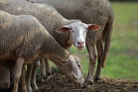 Ilustrasi Hewan Kurban Yang Belum Disembelih Hendaknya Tidak Boleh Melihat, Foto: Unsplash/Alain Intraina.