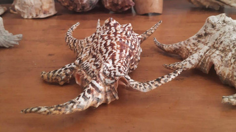 Balai Karantina Hewan, Ikan dan Tumbuhan Gorontalo gagalkan penyelundupan 4 jenis ikan dilindungi. Jumat (7-6). Foto: Dok istimewa.