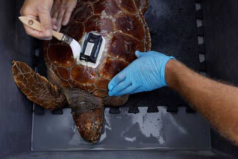 Petugas LSM ADS Biodiversity menempatkan perangkat GPS pada penyu Boba (Caretta Caretta) dengan sirip yang diamputasi, di Taliarte Wildlife Recovery Center, di pulau Gran Canaria, Spanyol 7 Juni 2024. Foto: Reuters/Borja Suarez