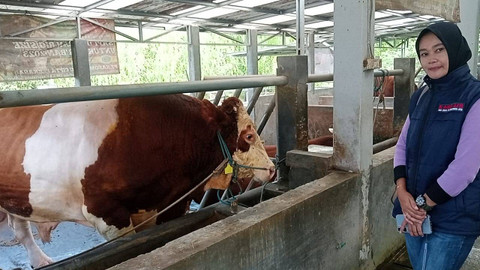 Alien, sapi asal Subang seharga Rp 100 juta dibeli Presiden Jokowi untuk kurban. Foto: Dok. Istimewa