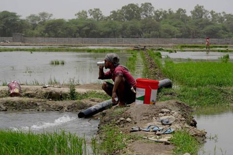 Seorang buruh tani minum air sambil beristirahat saat bekerja di sawah pada hari musim panas di Karnal di negara bagian utara Haryana, India (3/6/2024). Foto: Bhawika Chhabra/REUTERS