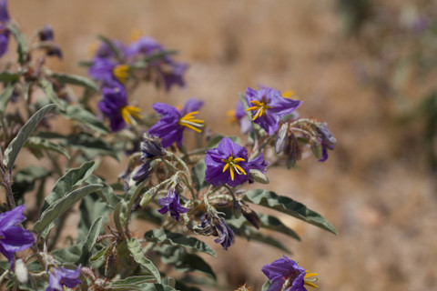 Gulma beracun atau disebut silverleaf nightshade. Foto: Jared Quentin/Shutterstock