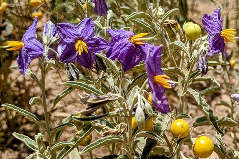 Gulma beracun atau disebut silverleaf nightshade. Foto: RSMGO/Shutterstock