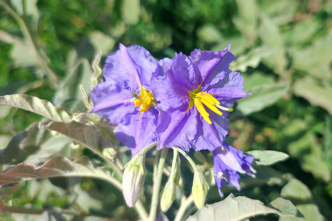 Tumbuhan beracun bernama silverleaf nightshade. Foto: Tony_Papageorge/Shutterstock