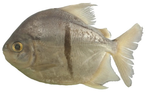 Ikan pacu alias piranha vigetarian (Myloplus sauron).  Foto: Mark H. Sabaj/Neotropical Ichthyology