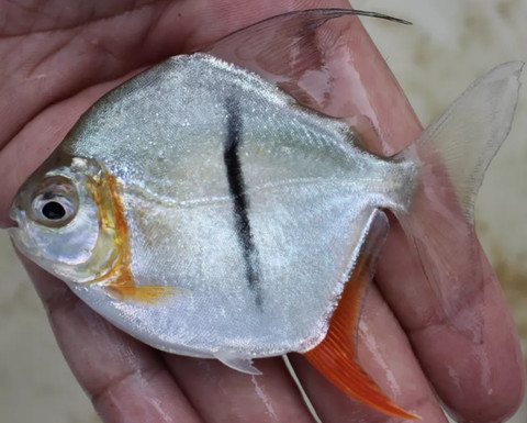 Spesies baru ikan piranha vegetarian bernama Sauron.  Foto: Mark H. Sabaj/Neotropical Ichthyology