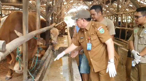 Kepala DKPP Sumsel Ruzuan Effendi saat mengecek hewan kurban, Foto : Abdul Toriq/Urban Id