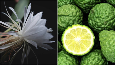 Ilustrasi Bunga Wijaya Kusuma dan Bergamot. Foto: Unsplash