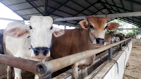 Hewan kurban yang ada di Rumah Potong Hewan (RPH) Ruminansia, Kota 