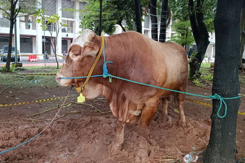 Sapi kurban Idul Adha milik Presiden Joko Widodo di Masjid Istiqlal, Jakarta, Minggu (16/6/2024). Foto: Hedi/kumparan