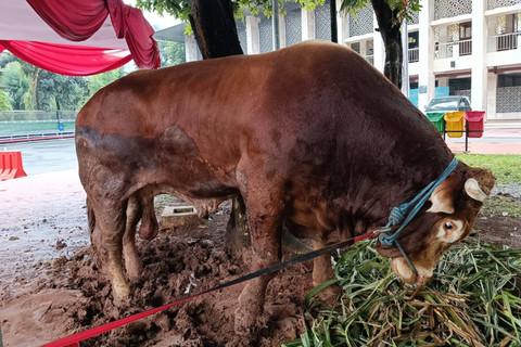 Sapi kurban Idul Adha milik Wakil Presiden Ma'ruf Amin di Masjid Istiqlal, Jakarta, Minggu (16/6/2024). Foto: Hedi/kumparan