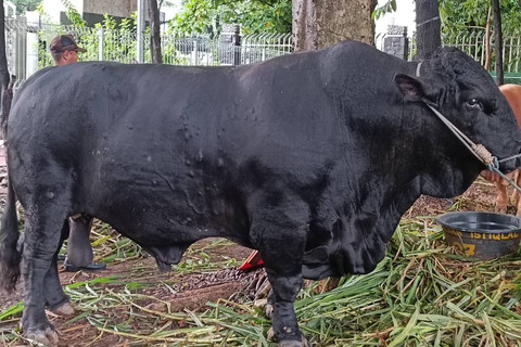 Sapi kurban Idul Adha milik Menhan Prabowo Subianto di Masjid Istiqlal, Jakarta, Minggu (16/6/2024). Foto: Hedi/kumparan
