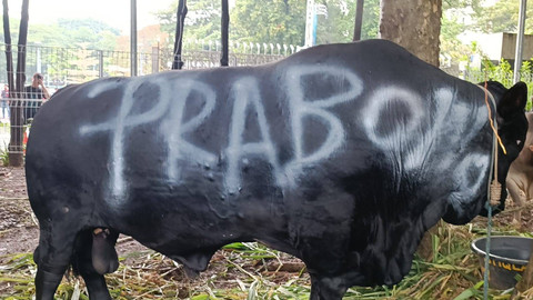 Sapi kurban Idul Adha milik Menhan Prabowo Subianto di Masjid Istiqlal, Jakarta, Minggu (16/6/2024). Foto: Hedi/kumparan