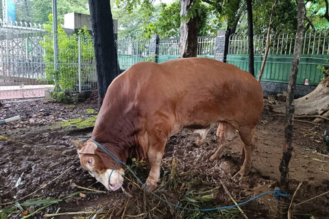 Sapi kurban Idul Adha milik Ketum PDIP Megawati Soekarnoputri di Masjid Istiqlal, Jakarta, Minggu (16/6/2024). Foto: Hedi/kumparan