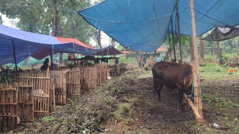 Penjualan hewan kurban di Jakarta Barat, Minggu (16/6/2024). Foto: Rachmadi Rasyad/kumparan