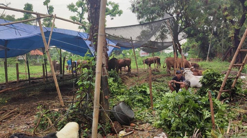 Penjualan hewan kurban di Jakarta Barat, Minggu (16/6/2024). Foto: Rachmadi Rasyad/kumparan