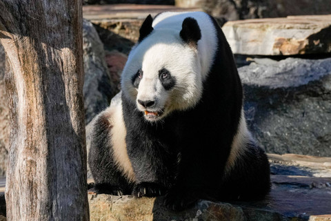 Panda bernama Wang Wang terlihat saat kunjungan Perdana Menteri China Li Qiang ke Kebun Binatang Adelaide di Adelaide, Australia, Minggu (16/6/2024). Foto: Asanka Ratnayake / POOL / AFP
