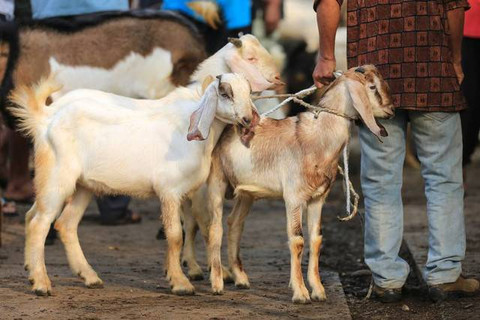 Ilustrasi kambing. Foto: Shutterstock