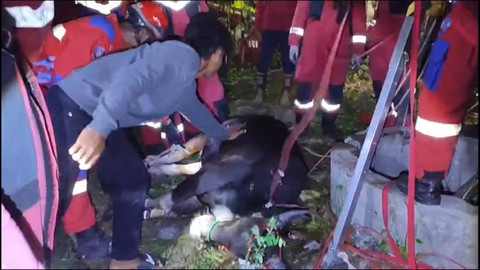 Sapi Kurban di Makassar Tercebur ke Sumur Foto: kumparan