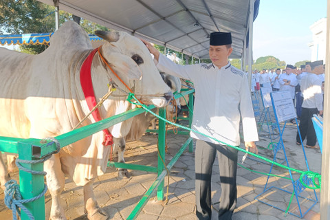 Sapi kurban Idul Adha 1445 H milik Presiden Joko Widodo di Masjid Al-Akbar Surabaya, Senin (17/6/2024). Foto: Farusma Okta Verdian/kumparan