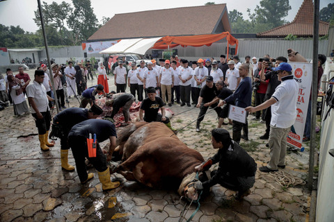 Pekerja bersiap menyembelih hewan kurban di Kantor DPP PKS Jalan TB Simatupang, Jakarta Selatan, Selasa (18/6/2024). Foto: Jamal Ramadhan/kumparan