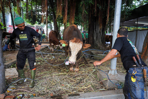 Sejumlah petugas bersiap menyembelih sapi kurban, di halaman Masjid Istiqlal, Jakarta, Selasa (18/6/2024). Foto: Iqbal Firdaus/kumparan