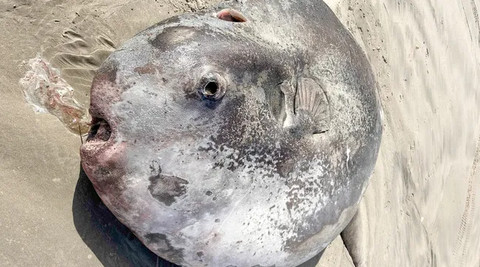 Penampakan ikan mola-mola raksasa terdampar di pantai Oregon. Foto: Tiffany Boothe/Seaside Aquarium
