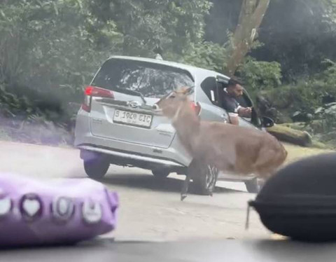 Pelaku yang bertingkah membahayakan hewan Taman Safari. Dok: kumparan